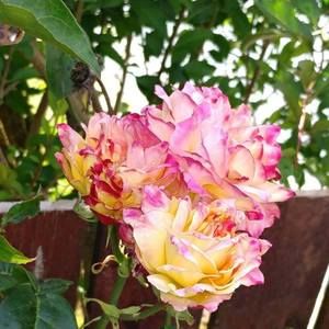 Meet your Posher, Ashlyn